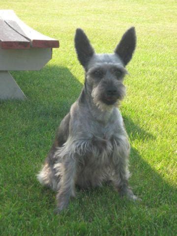 Beautiful Adult Miniature Schnauzer Female For Sale In New Holstein
