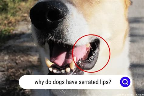Why Do Dogs Have Serrated Lips Oodle Life