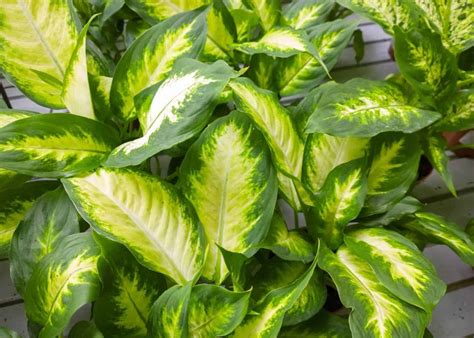 Dieffenbachia Plant Care And Growing Guide Home For The Harvest