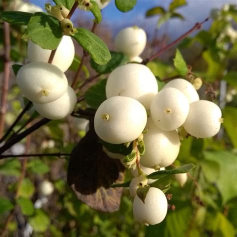 Symphoricarpos X Doorenbosii White Hedge Snowberry White Hedge In