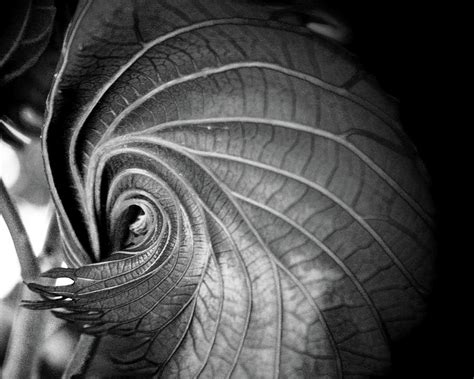 Swirling Leaf Photograph By Laurie Ann Sanders Fine Art America