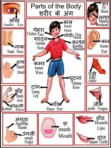 Learn 'parts of the body' in tamil. Pin on Hindi