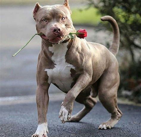 Like What You See Follow Me Pinterestdaphniexll♥👑 Pitbull Terrier