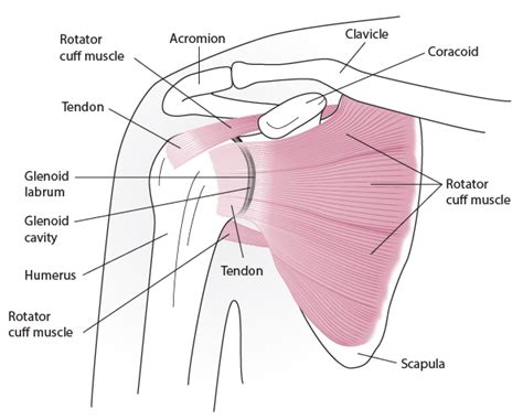 Figure Anatomy Of A Shoulder Joint Msd Manual Consumer Version