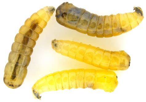 Musca Domestica Larvae Bugguidenet