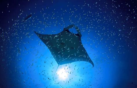 National Geographic Video Reveals Gigantic School Of Rays