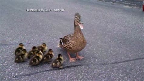 Ducklings Rescued From Drain Pipe Cnn Video