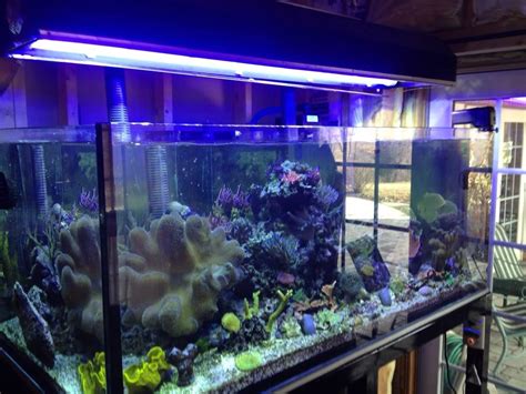 40 Gallon Glass Aquarium Aquarium Design Ideas