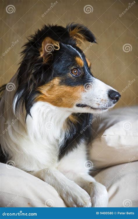 Border Collie Portrait Stock Photo Image Of Portrait 9400580