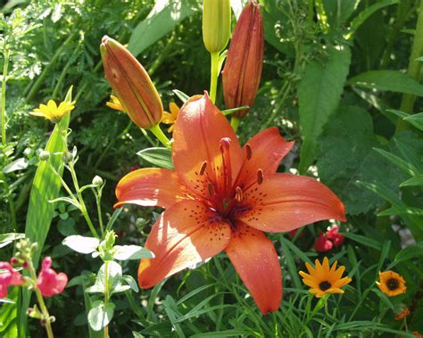 Einige der zwiebeln sind im boden gelandet, andere hatte ich im topf gepflanzt und zunächst im haus vorgetrieben. Lilie - Pflanzen, Pflege und Tipps - Mein schöner Garten