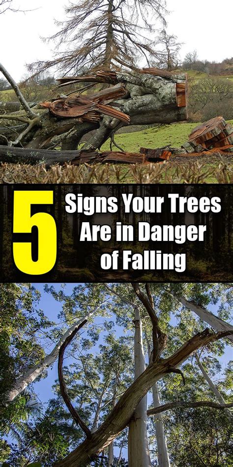 5 Signs Your Trees Are In Danger Of Falling In 2020 Tree Tree