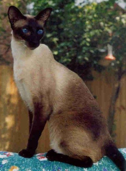 Pin By Roxana Carvalho On Art In 2021 Siamese Cats Abyssinian Cats