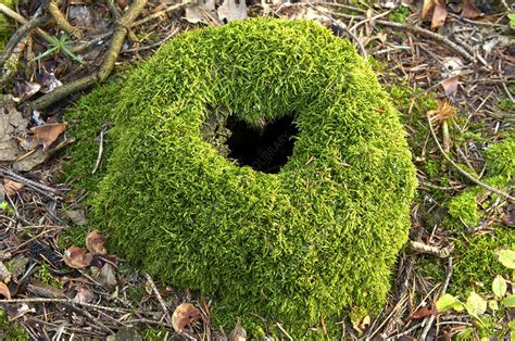 Maybe you would like to learn more about one of these? Moss covered tree stump - Stock Image - B400/0125 ...
