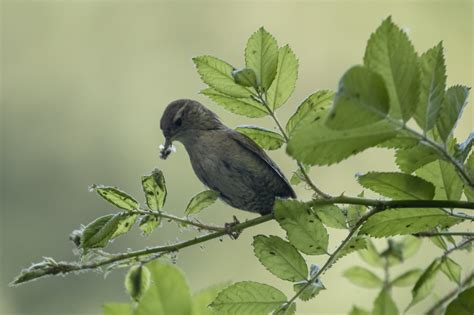 Vor dem befall durch blattläuse ist kaum eine pflanze im garten sicher. Zaunkönig mit Blattläusen | Wer Blattläuse im Garten mit ...
