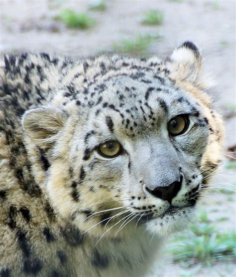 Snow Leopard 2 Face Wcraig Flickr