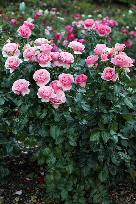 How To Grow Roses Gardeners Path