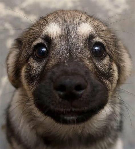 16 Cute German Shepherd Dogs And Puppies