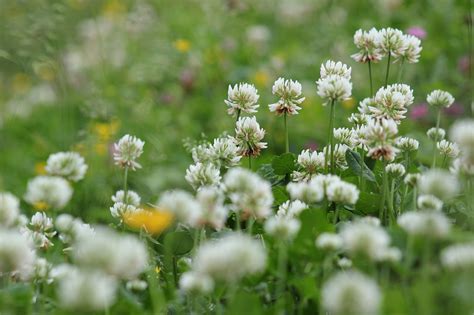 Clover Flowers Wildflowers Free Photo On Pixabay Pixabay