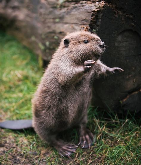 12 More Adorable Baby Beavers That Will Make Your Week