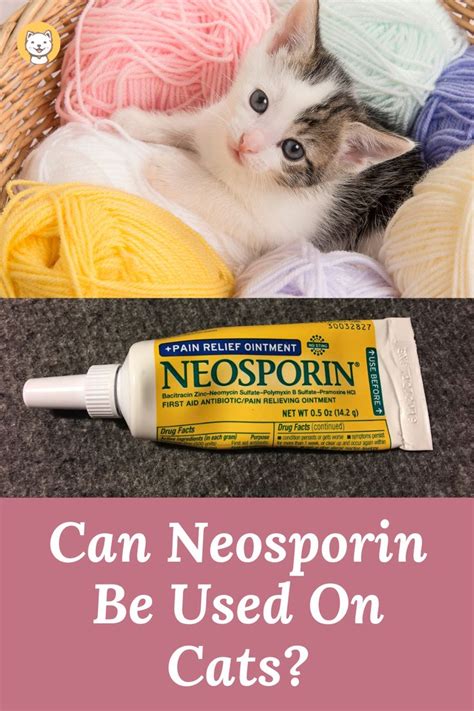 Ointment For Cat Wounds A Comprehensive Guide Martlabpro