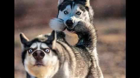 Funny And Cute Husky Puppies Compilation 1 Cutest Husky Puppies 100 Jokes