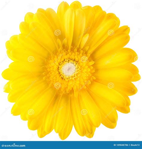 Gelbe Gerberablume Auf Weißem Hintergrund Stockfoto Bild Von Wiese Wachstum 109848786