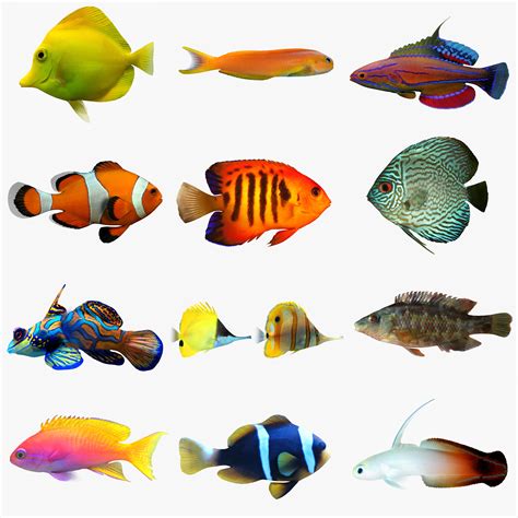 Collection 96 Pictures Images Of Tropical Fish Excellent