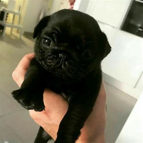 Pin By Jeannetta Prichard On Animals Black Pug Puppies Baby Pug Dog