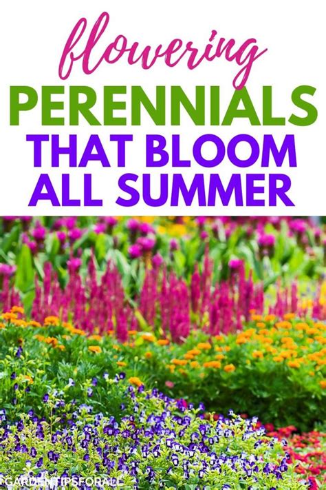 10 Flowering Perennials That Bloom All Summer Long