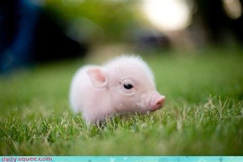 Baby Pig Bing Images Animals Pinterest Babies