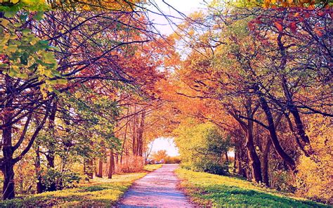 4320x900px Free Download Hd Wallpaper Beautiful Autumn Park Trees
