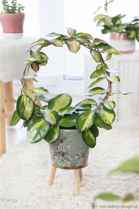 Maybe you would like to learn more about one of these? Hoya australis Lisa| Zielony-Parapet