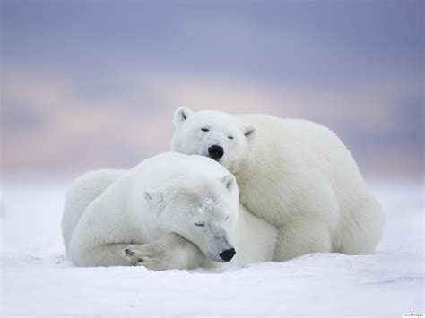 Polar Bears Cuddling 4k Wallpaper Download