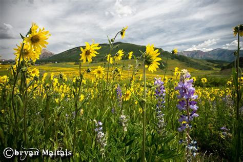 Crested Butte Colorado Wildflower Photography