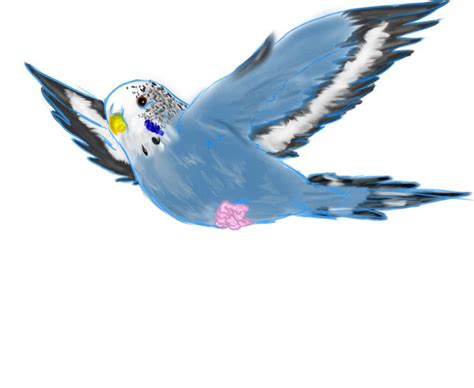 Blue Parakeet Blue Parakeet Budgie Parakeet Budgies Funny Birds