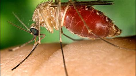 Woman Infected With West Nile Virus Still Suffers Years Later Kepr