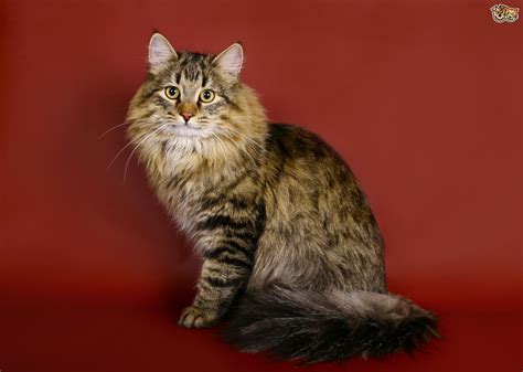The Top 8 Largest Domestic Cat Breeds Pets4homes