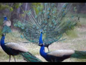 Peacock A Brahmachari They Do Not Have Sex Says Rajasthan Hc Judge Oneindia News