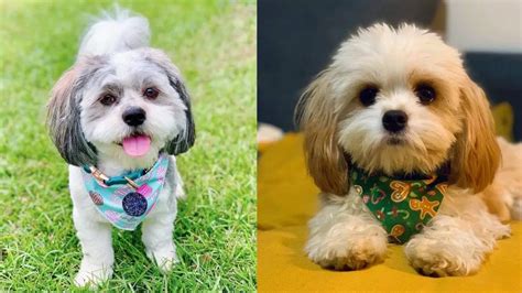 18 Cutest Mixed Breed Dogs Youll Fall In Love With Puppies Club