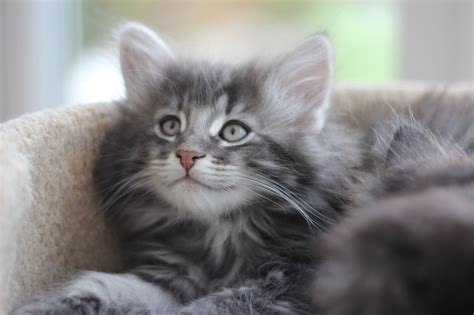 Norwegian Forest Kittens Corby Northamptonshire