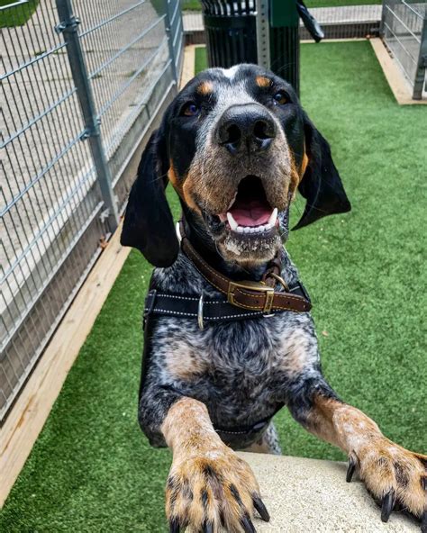 15 Amazing Facts About Coonhounds You Might Not Know Page 2 Of 5