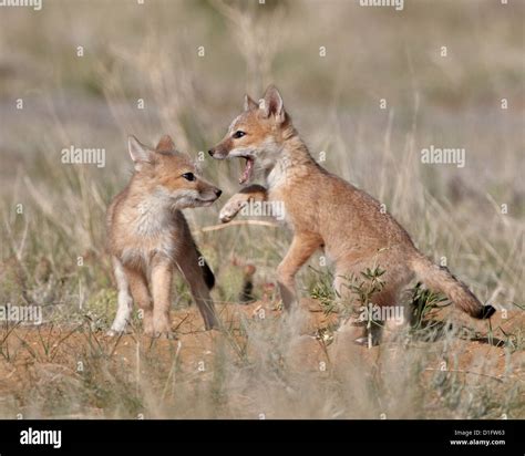 Swift Fox Vulpes Velox Kits Playing Pawnee National Grassland