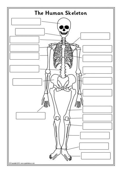 Printable Human Skeleton Labeled