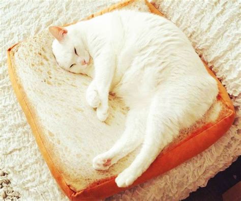Slice Of Bread Cat Bed Petagadget