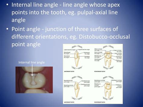 You Must Know Line Angle Of Tooth 8 Tooth Bantuanbpjs