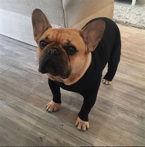 Last updated on february 12, 2021. Every Frenchie needs a Shed Defender! | Dog onesies ...