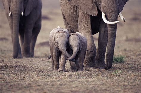Descubre Las 10 Fotos De Los Bebé Efefantes Más Adorables