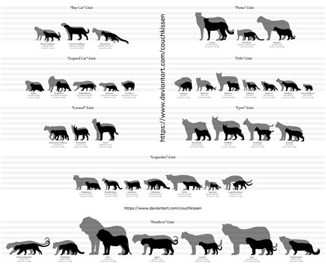 Comparison Chart New Felidae By Couchkissen On Deviantart