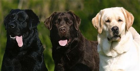 The most common yellow lab puppies material is ceramic. American Labradors | Lovable Labradors
