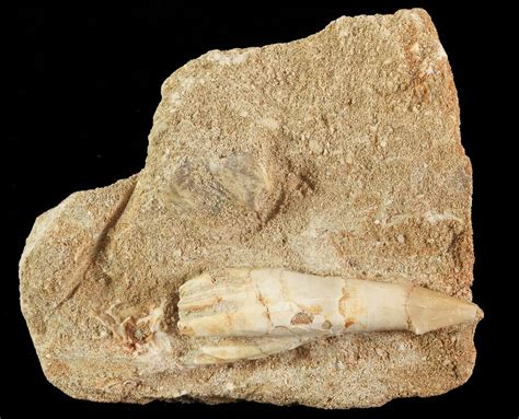 15 Cretaceous Sawfish Onchosaurus Rostral Barb Morocco 71773